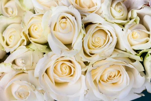 多くの背景の白いバラ — ストック写真