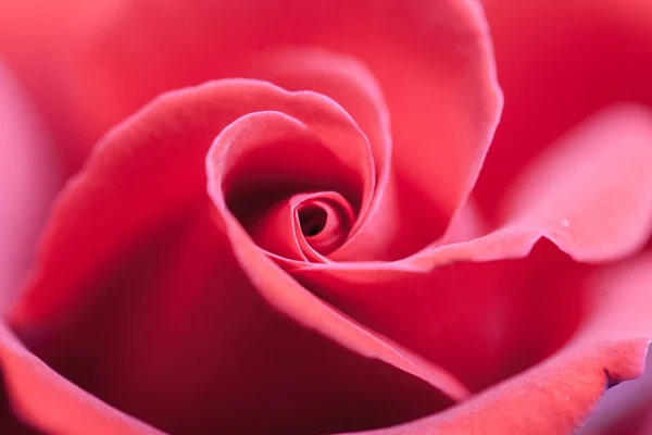 Vacker närbild rosa blomma bakgrund — Stockfoto