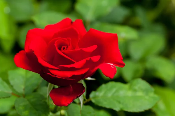 Vacker röd blomma med grönt blad för bakgrund — Stockfoto