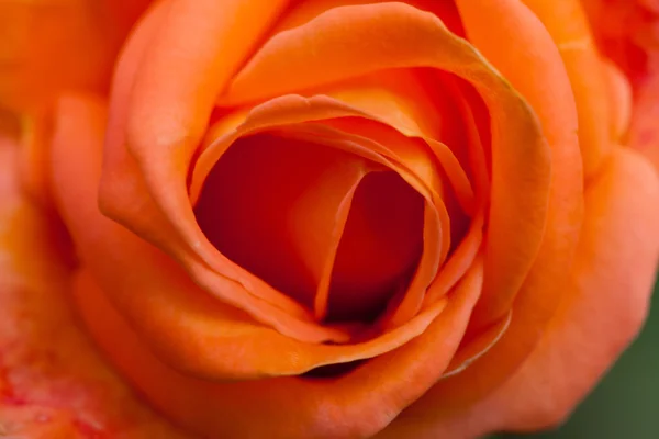 Όμορφη στενή επάνω πορτοκαλί λουλούδι φόντο — Φωτογραφία Αρχείου