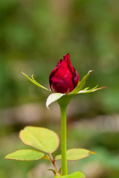 Hermosa flor antes de la floración de fondo — Foto de Stock