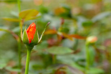 Güzel çiçek blossom arka plan için önce