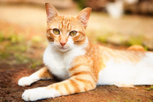Home cat with warm color posing for camera — Stock Photo, Image