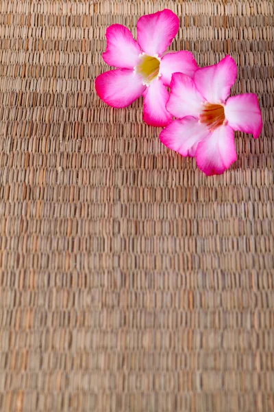 Two flowers with traditional pad for background — Stock Photo, Image