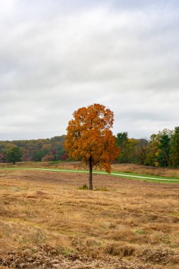 Sonbaharda Büyük Açık Arazide Yalnız Bir Portakal Ağacı