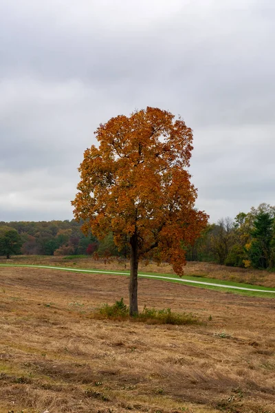 Sonbaharda Büyük Açık Arazide Yalnız Bir Portakal Ağacı — Stok fotoğraf