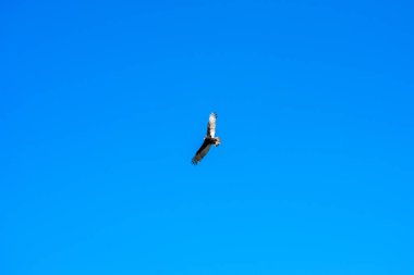 Açık Mavi Gökyüzünde Uçan Büyük bir Türk Akbabası