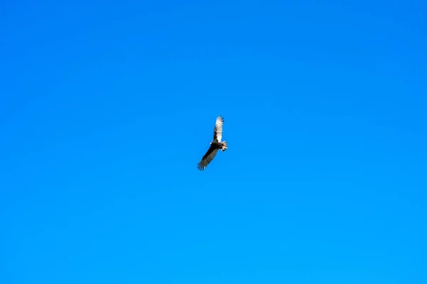 Ein Großer Truthahngeier Fliegt Durch Einen Klaren Blauen Himmel — Stockfoto
