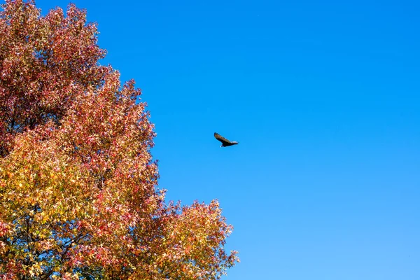Gran Buitre Pavo Volando Través Cielo Azul Claro Junto Árbol — Foto de Stock