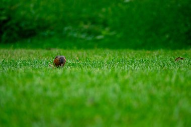 Parlak Yeşil Çimen Tarlasında Bir Amerikalı Robin