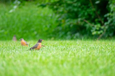 Bir grup Amerikalı Robin Parlak Yeşil Çimen Tarlasında