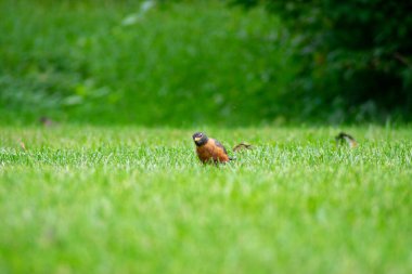 Bir grup Amerikalı Robin Parlak Yeşil Çimen Tarlasında