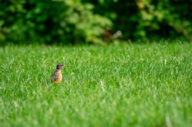 Pensilvanya 'nın banliyösünde, Parlak Yeşil Çimenler Tarlasında Duran Amerikalı Robin.