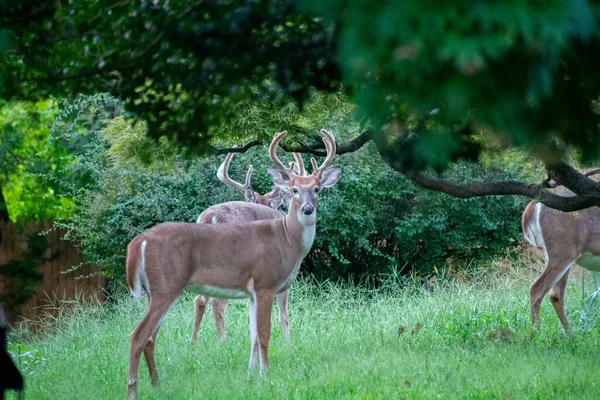 Group Deer Overgrown Suburban Backyard Pennsylvania — Stock Photo, Image