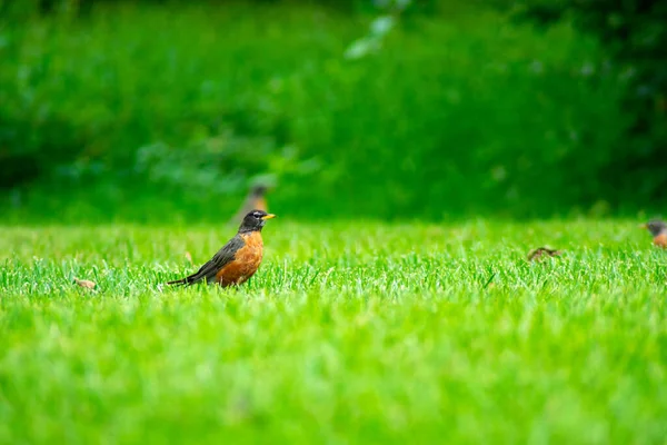 Ein Amerikanisches Rotkehlchen Einem Feld Aus Hellgrünem Gras — Stockfoto