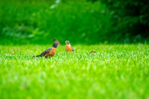 Grupo Robin Americano Campo Relva Verde Brilhante — Fotografia de Stock