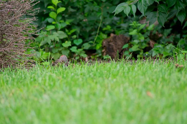 Scintilleur Nordique Recherche Nourriture Dans Herbe Verte Lumineuse — Photo