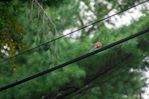 Robin Americano Numa Powerline Com Uma Árvore Verde Brilhante Atrás — Fotografia de Stock
