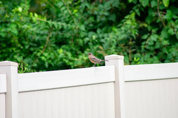 Pájaro Una Cerca Tan Patio Trasero Suburbio Pensilvania — Foto de Stock