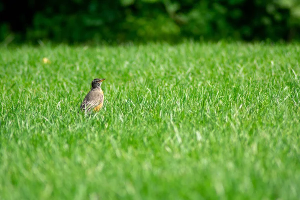 Ein Amerikanisches Rotkehlchen Steht Auf Einem Hellgrünen Rasenfeld Einem Hinterhof — Stockfoto