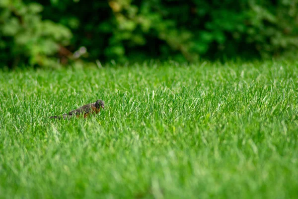 American Robin Foraging Bright Green Grass — Stock Photo, Image