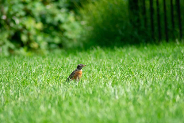 Robin Americano Campo Grama Verde Brilhante Quintal Suburban Pensilvânia — Fotografia de Stock