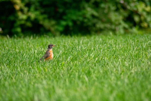 Американец Робин Стоящий Ярко Зеленом Травяном Поле Заднем Дворе Пригородной — стоковое фото