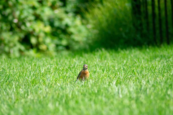 Robin Américain Debout Dans Champ Herbe Vert Vif Dans Une — Photo