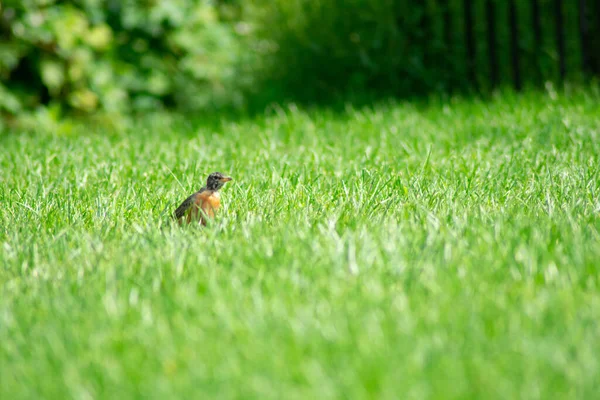 Ein Amerikanisches Rotkehlchen Steht Auf Einem Hellgrünen Rasenfeld Einem Hinterhof — Stockfoto