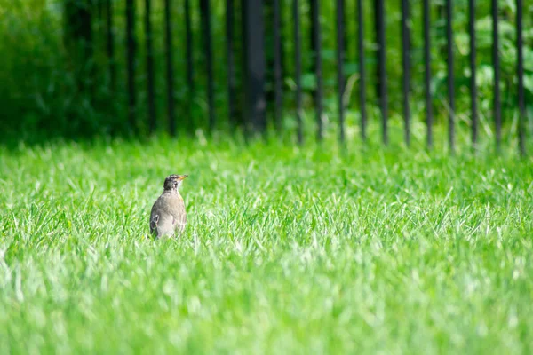 宾夕法尼亚郊区一座后院明亮的绿草地里 站着一位美国罗宾 — 图库照片