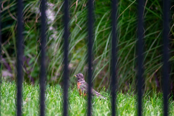 Olhando Através Uma Cerca Preta Metal Robine Americano Que Está — Fotografia de Stock