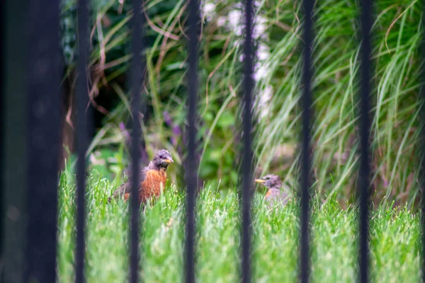 Looking Black Metal Fence American Robine Standing Bright Green Grass — стокове фото