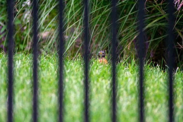 Mirando Través Una Cerca Metal Negro Robine Americano Parado Hierba — Foto de Stock