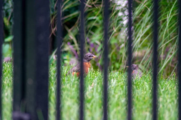 Patrząc Przez Czarny Metalowy Płot Amerykańską Robine Stojącą Jasnozielonej Trawie — Zdjęcie stockowe