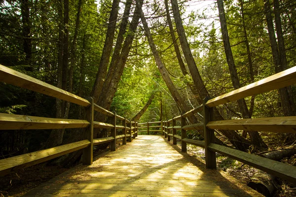 Caminhada da natureza na floresta — Fotografia de Stock