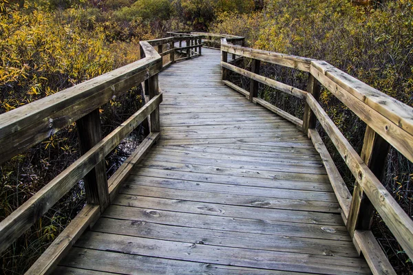 Winding Boardwalk Path Through The Wetlands — Stock Photo, Image