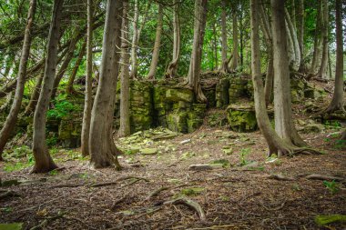 Sedir orman Kuzey Michigan