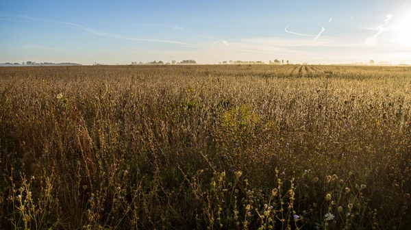 Tarwe veld Horizon — Stockfoto