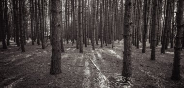 Orman Panorama siyah beyaz