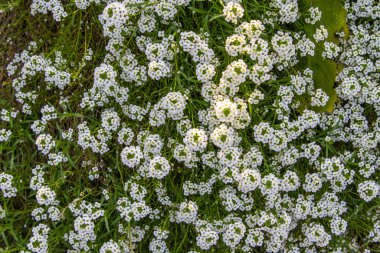 Yukarıdan beyaz alyssum çiçeklerini yatay yönelim görüntüsüyle kapat.