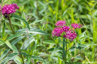 Küçük kelebekli Bataklık Süt Yosunu. Bitki, bahçıvanların kelebekleri ve sinekkuşlarını çekmek için sık sık kullandıkları dayanıklı bir bitkidir..