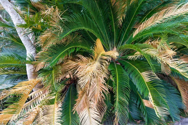 Sago Palm Vagyok Közelkép Sago Pálmafa Levelek — Stock Fotó