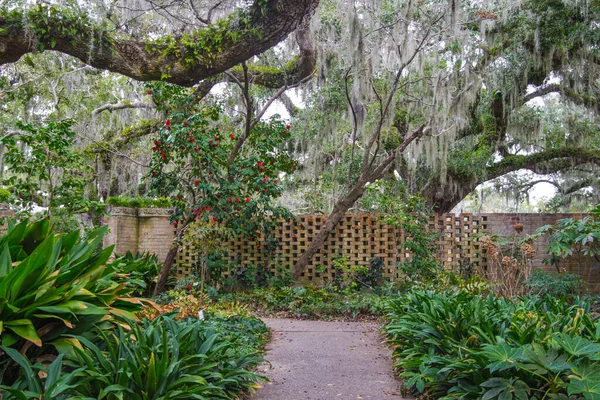 Chêne Vivant Coing Sous Climat Tempéré Jardin Hiver — Photo