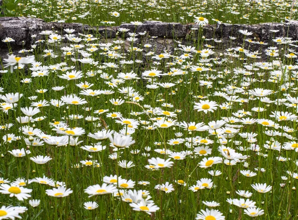 Feld Der Wilden Gänseblümchen Gänseblümchenwiese Mit Altem Steinzaun Hintergrund — Stockfoto