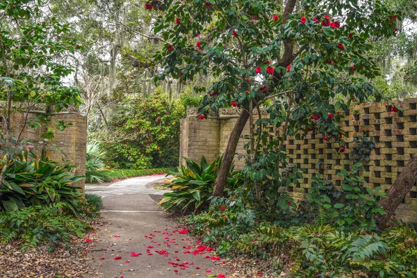 Winter Gardening Warmer Climate Bright Red Petals Quince Tree Line — Stock Photo, Image