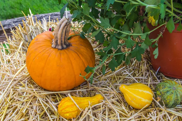 Autumn Harvest Pumpkin Squash Gourd Hay Bale Mum Plant — Stock Photo, Image