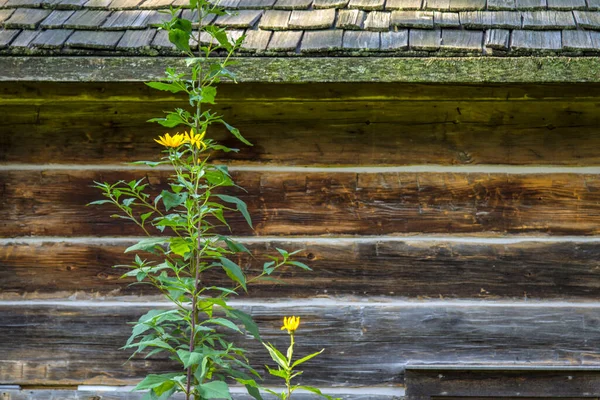 Home Garden Flowering Black Eyed Susan Vine Rural Log Cabin — Stock Photo, Image