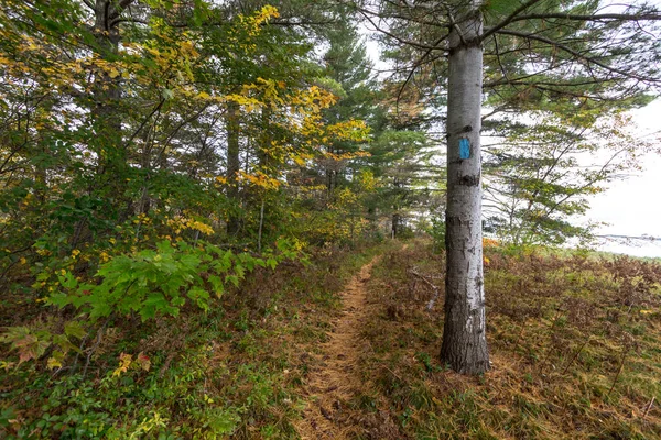 Wanderweg Durch Wald Blaue Flamme Baum Markiert Den Weg Durch — Stockfoto