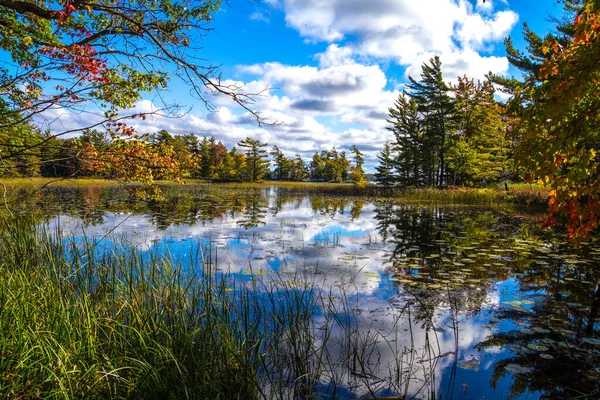 Autumn Wilderness Feuchtgebiete Hintergrund Lebendige Herbstfarben Und Wälder Umgeben Ein — Stockfoto