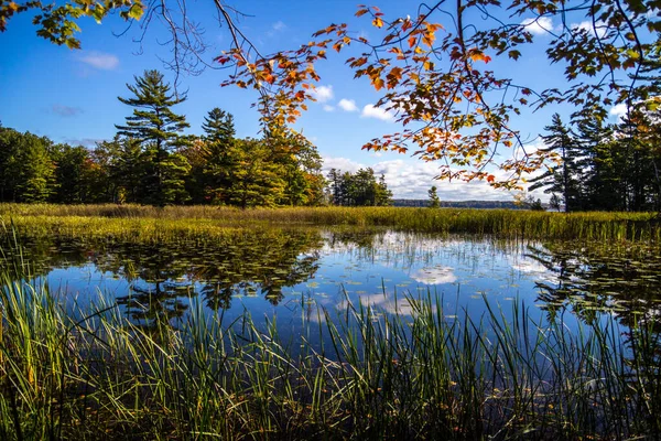 Autumn Wilderness Wetlands Background Inglés Vibrantes Colores Otoñales Bosques Rodean — Foto de Stock